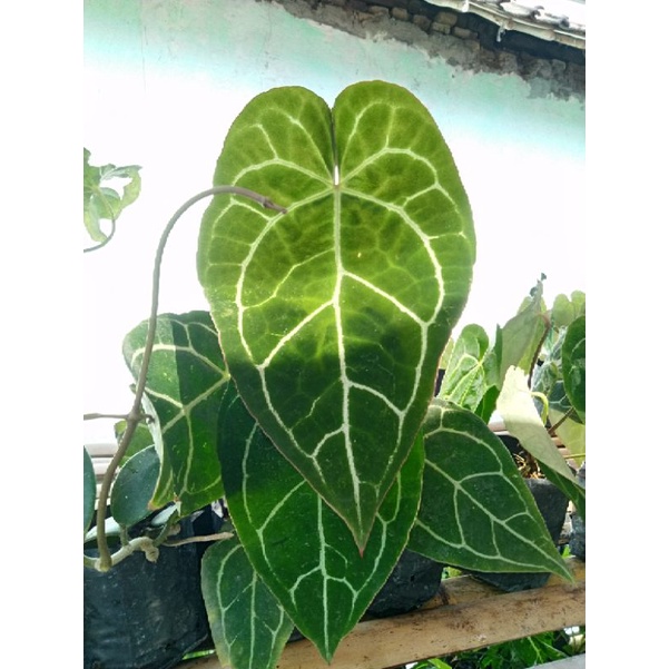 Anthurium crystallinum jumbo | Kuping Gajah