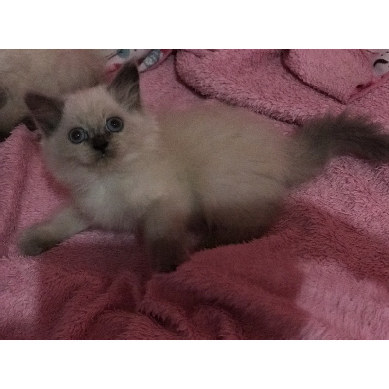 Kitten Himalaya ori Betina sealpoint kaoskaki