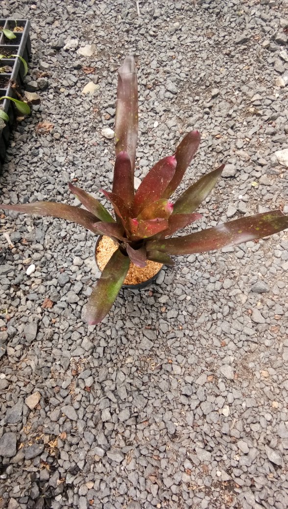 Tanaman Hias Bromelia Rose