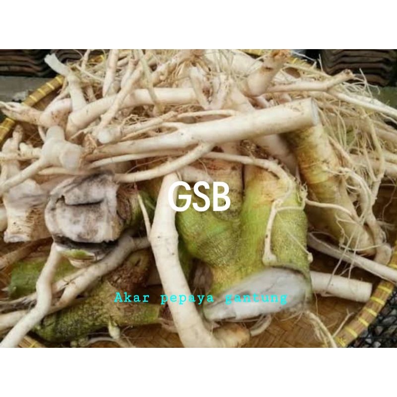 

Akar pepaya gantung khusus pepaya gantung segar 500 gram