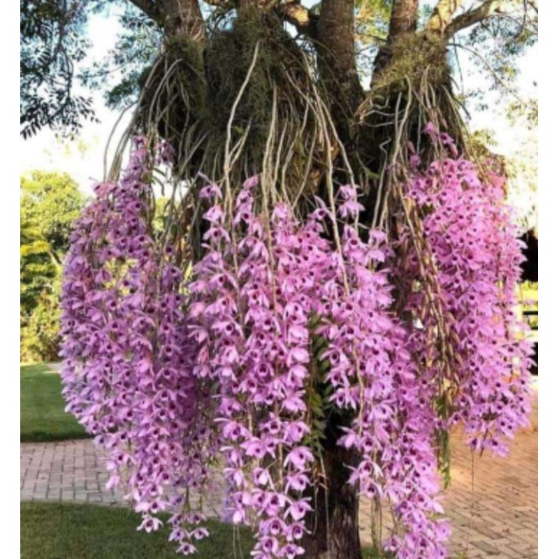 anggrek anosmum gigantea