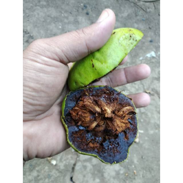 Bibit tanaman buah black sapote giant