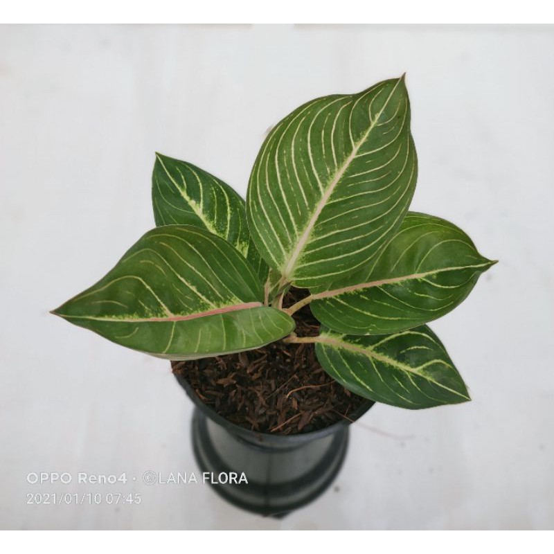 Aglonema Black Moonlight Gerhana