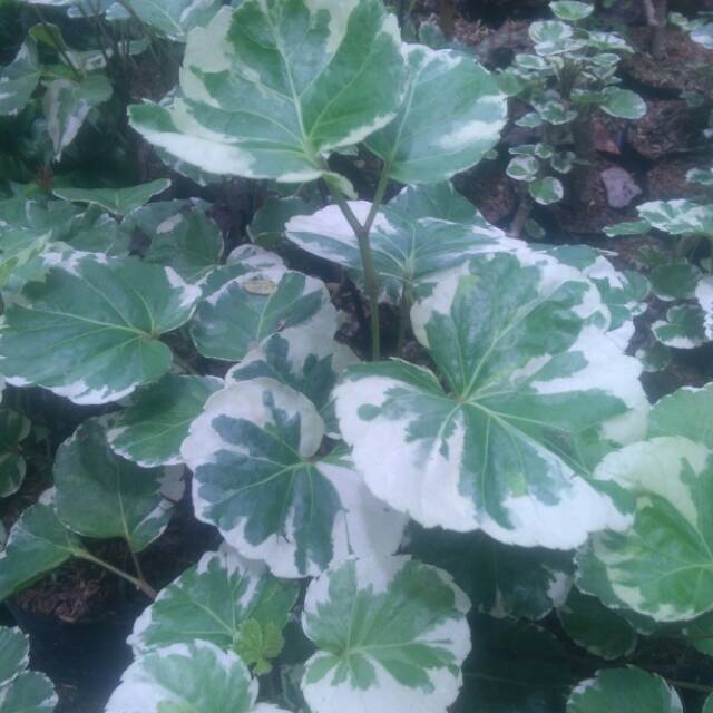Jual Bibit tanaman bunga Dondong laut variegata