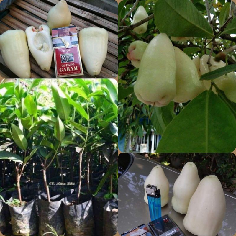 Bibit Jambu air putih jumbo
