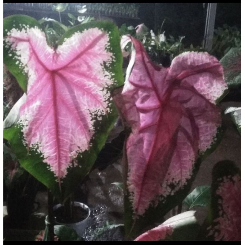 Tanaman hias ice of heart (keladi jantung hati)