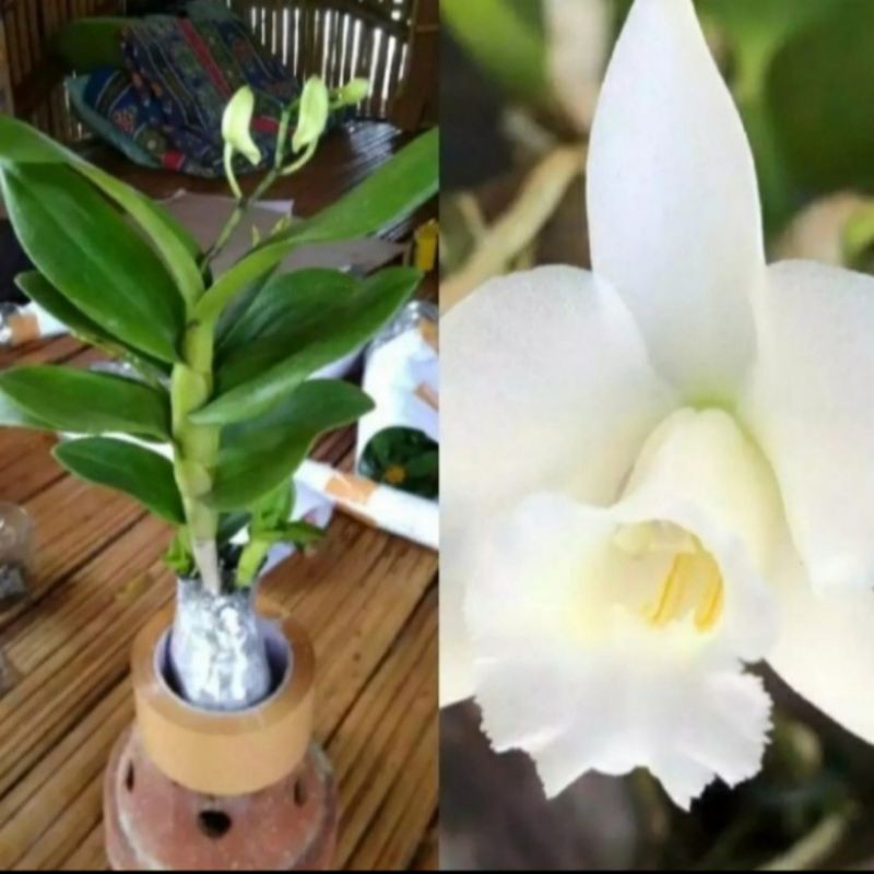 Pohon Anggrek Dendrobium Bunga Putih Polos Tanaman Hias Pohon Bunga Anggrek Hidup