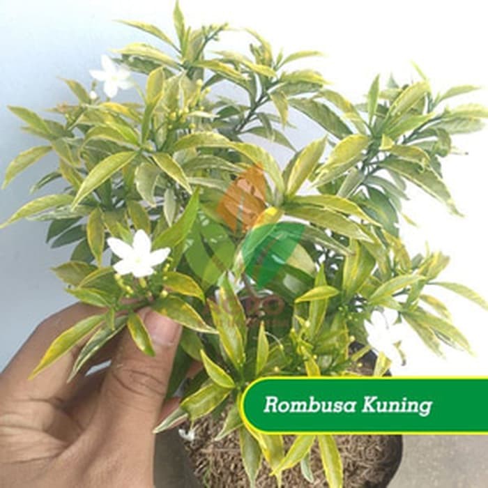 Bibit Rombusa Mini Daun Kuning