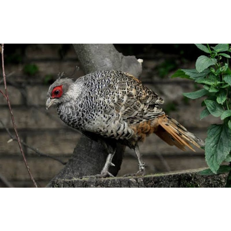 

TELUR AYAM HIAS RINGNECK CHEER PHEASANT FERTIL UNTUK DITETASKAN