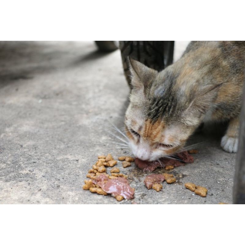 Makanan kucing online