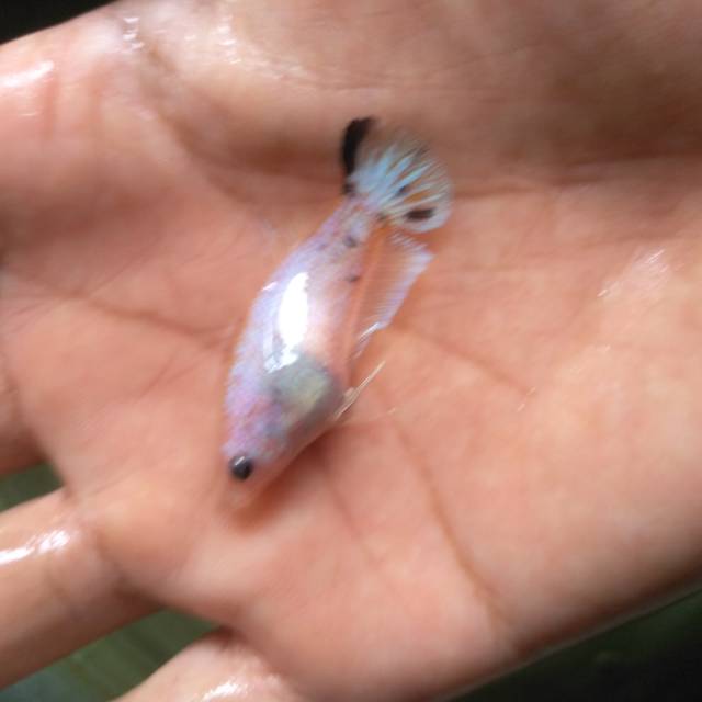 Yellow Fancy ( Female 3 )