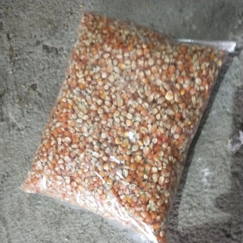 JAGUNG KECIL JAGUNG KECIL KUSUS MERPATI JAGUNG DORO  JAGUNG DARA JAGUNG AYAM  PAKAN BURUNG