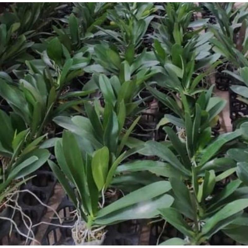 anggrek bulan taiwan