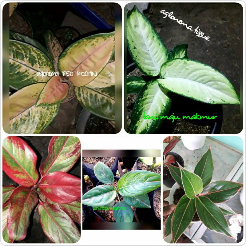 PAKET 5 JENIS AGLONEMA red kocin,tissue,siam aurora,rotundum,lipsik pink
