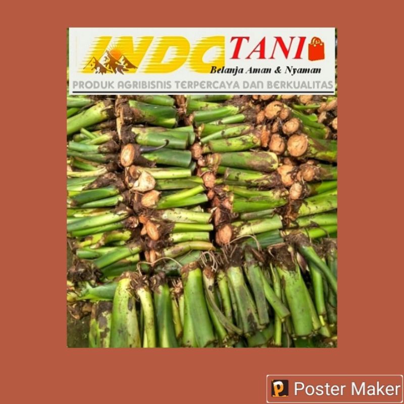 bibit talas beneng super jumbo max berat 200 gram
