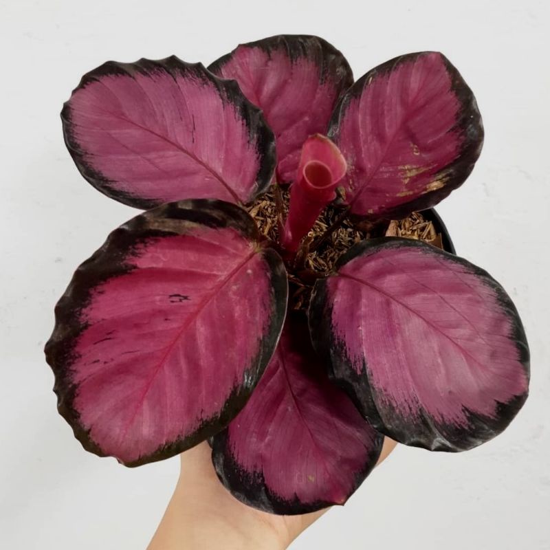 Tanaman Hias Calathea Crimson Bibit Berkualitas Dan Daun Rimbun 100% ORIGINAL