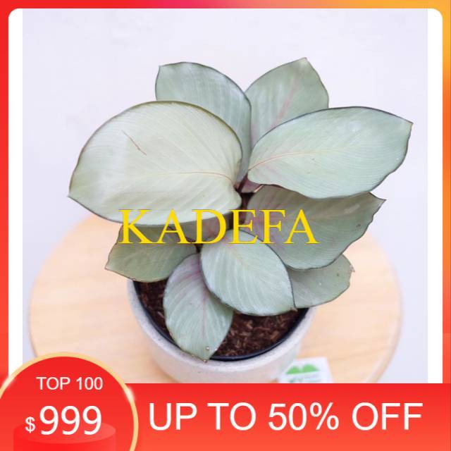 Tanaman hias calathea silver / tanaman calathea silver / tanaman calathea / tanaman hias calathea