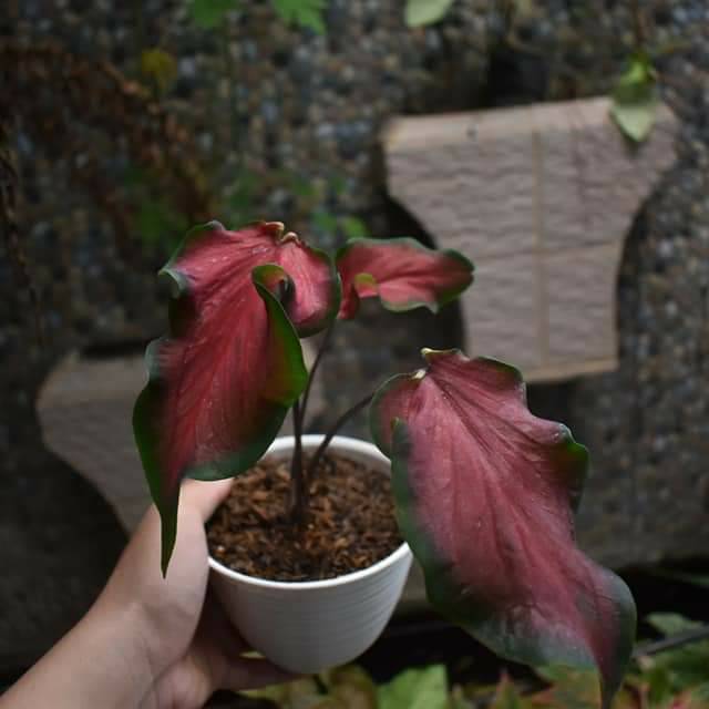Tanaman hias cladium - keladi red peacok/keladi keris