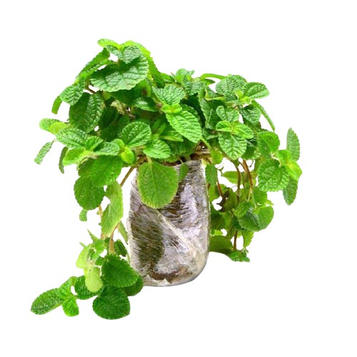 creeping hijau bibit tanaman hias gantung