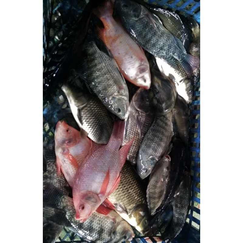 

Ikan Mas Emas Lele Gurame Nila Mujair Hidup Fresh Segar bisa kirim hidup