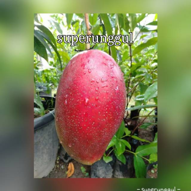 Bibit mangga yuwen seri 6