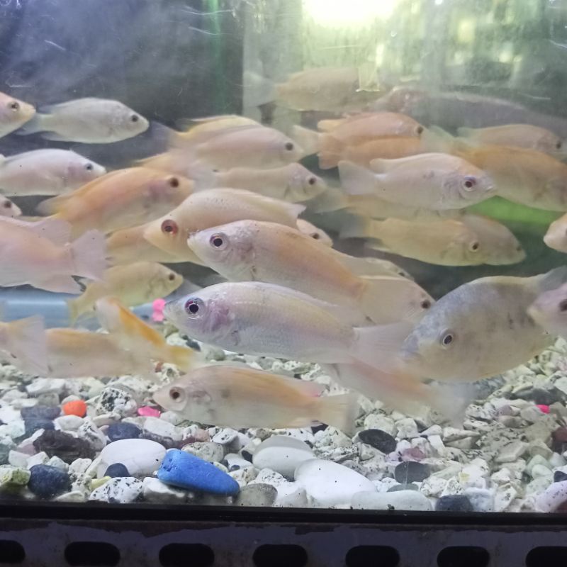 Ikan HIAS kolam NILA PUTIH