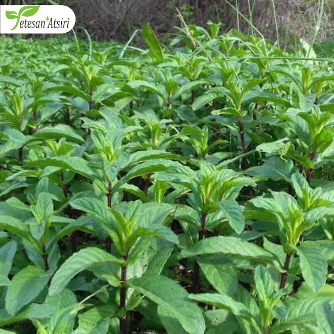 minyak atsiri mint peppermint asli murni tanpa campuran peppermint pure essential oil aromatherapy aromaterapi aromaterapy oil burner 10ml 30ml 50ml minyak atsiri peppermint asli murni tanpa campuran peppermint pure essential 10 ml 30 ml 50 ml
