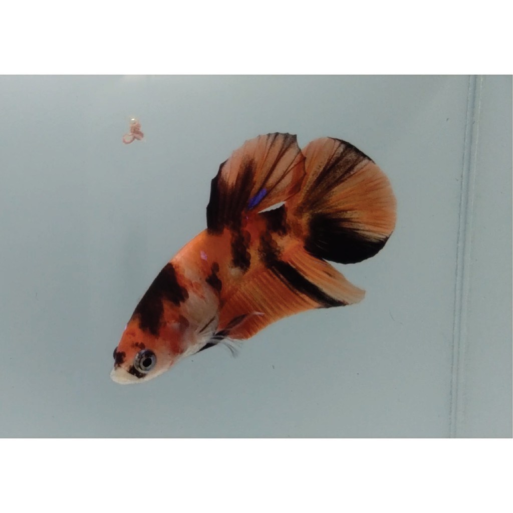 Cupang Nemo / Tiger /Leopard / Koi