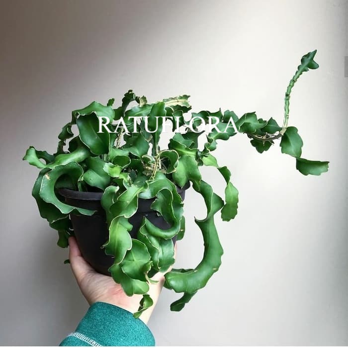 tanaman hias gantung wijaya kusuma keriting - wijaya kusuma unik