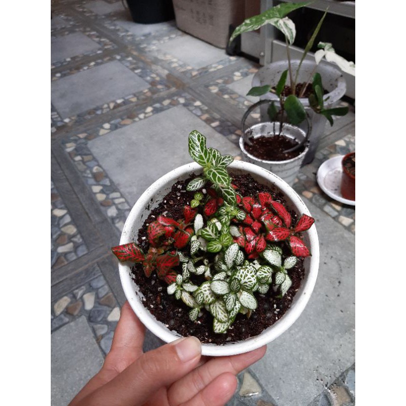 Mix fittonia import sale