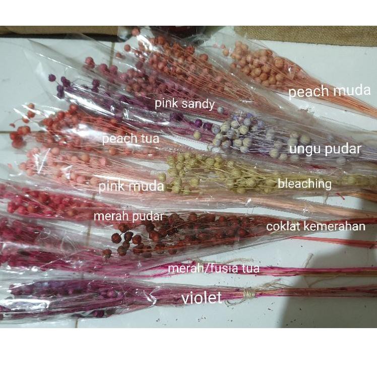 

Saleϟfast 50 butir DRIED FLOWER CORIANDER