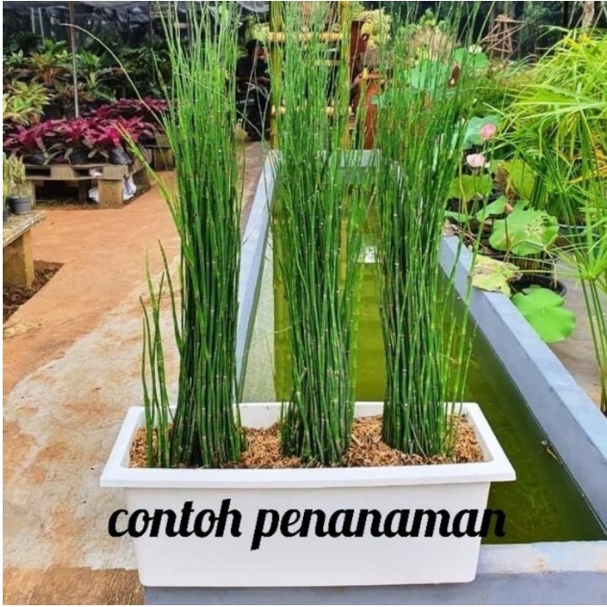 Tanaman HIas  Hias Bambu Air / Pohon Bambu Air