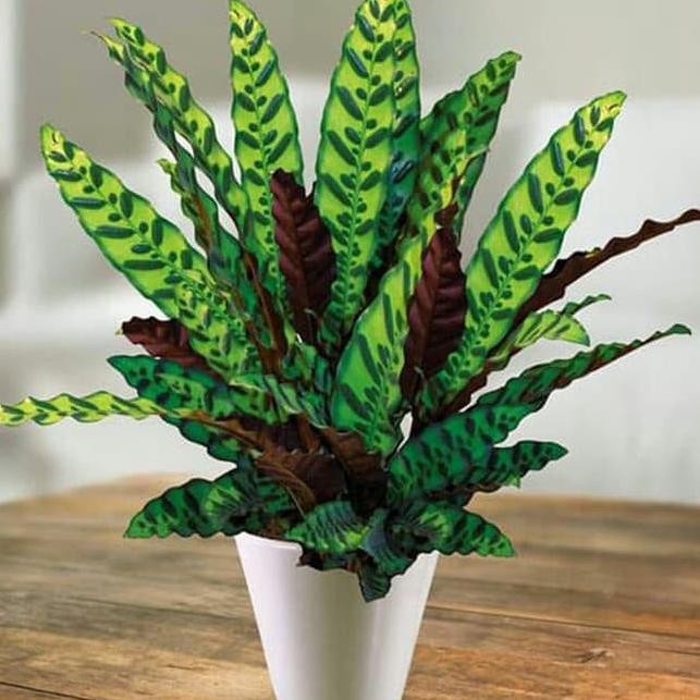 Tanaman hias indoor Maranta ekor ayam / calathea lancifolia - tanaman hias hidup - bunga hias - bung