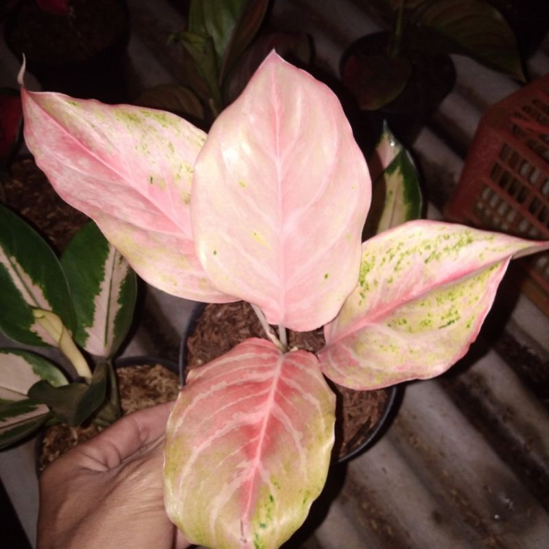 tanaman hias aglonema bidadari