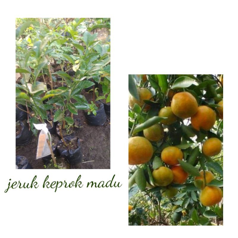 bibit jeruk keprok madu