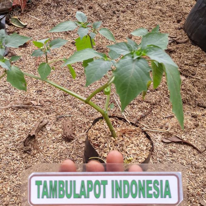 Mantap Jual Bibit Tanaman Herbal Daun Ciplukan Bibit Mantap Jual Bibit Tanaman Herbal Daun Ciplukan Bibit