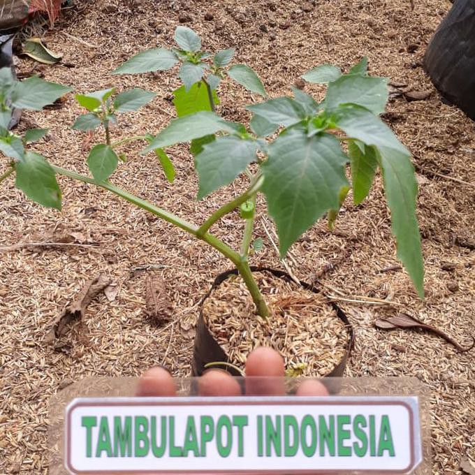 Mantap Jual Bibit Tanaman Herbal Daun Ciplukan Bibit 