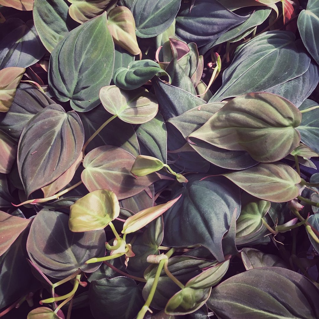 Tanaman Hias Philodendron Mican/Sirih Mican/Philodenron Micans