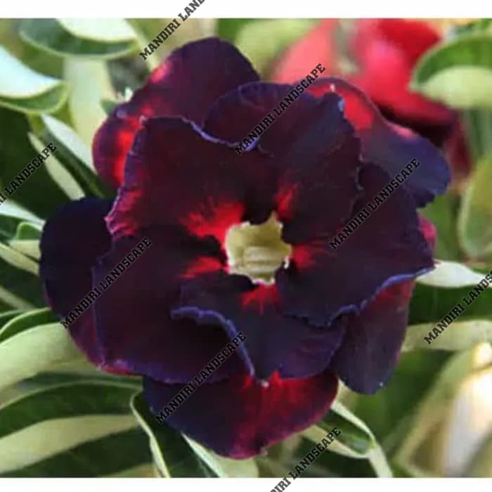 

Bibit Bunga Kamboja Adenium Black King