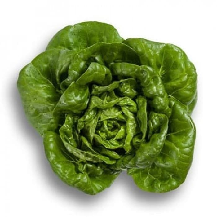 Bibit Benih Olite RZ Little Gem Rijk Zwaan (1000 pills)