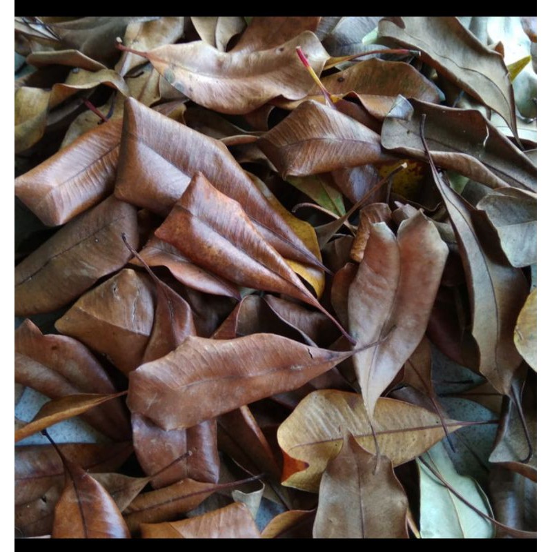 

daun cengkeh kering 500 gram