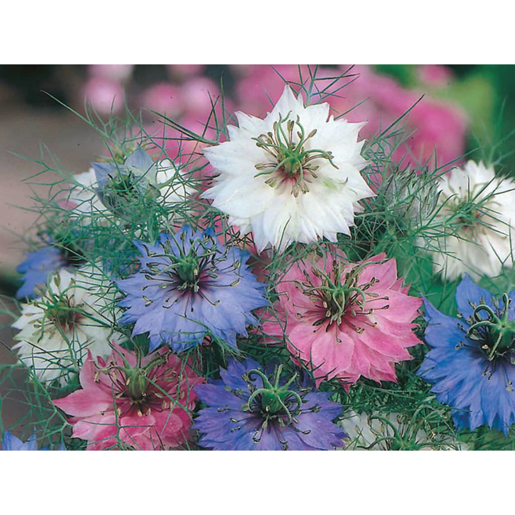 Benih Bibit Biji - Bunga Nigella Love in a Mist (Nigella damascena) Flower Seeds - IMPORT