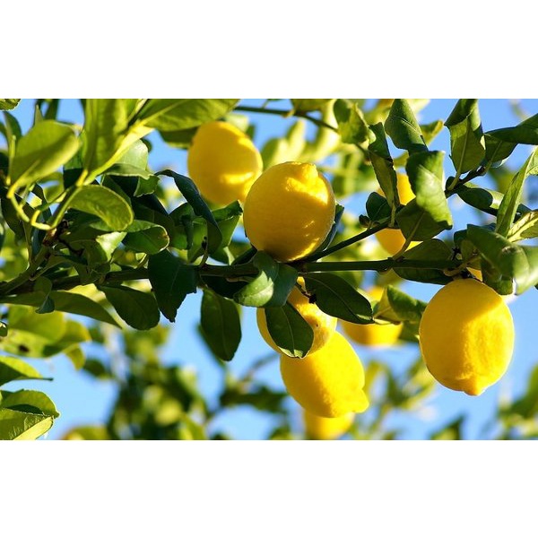 Bibit jeruk lemon okulasi kualitas super