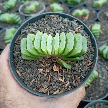 Haworthia truncata