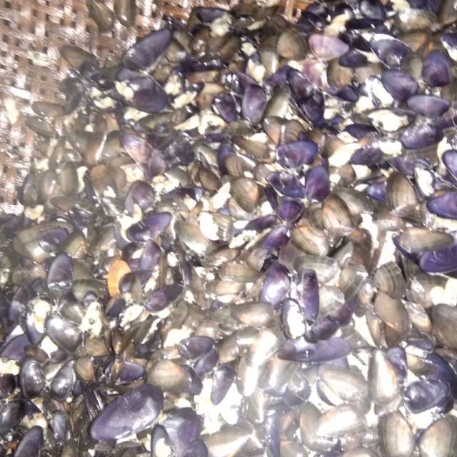 

Kerang remis