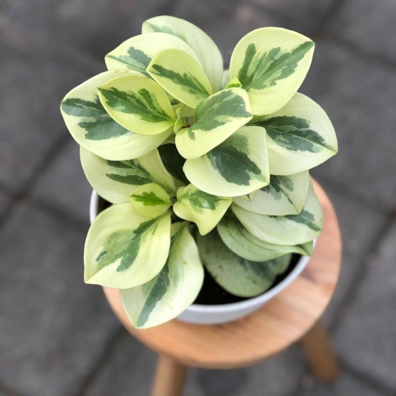 Tanaman hias jade plant variegata / tanaman meja jade plant variegata / Florist Nursery