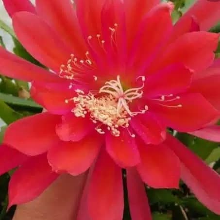 TERLARIS bibit wijaya kusuma - tanaman hias wijaya kusima merah manja