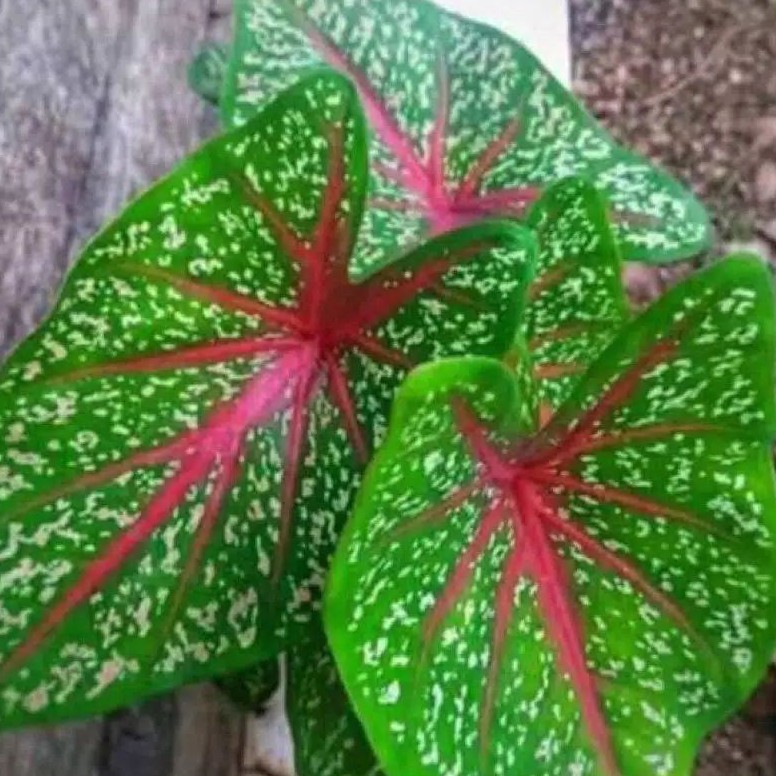 jenis tanaman hias keladi redstar 2000