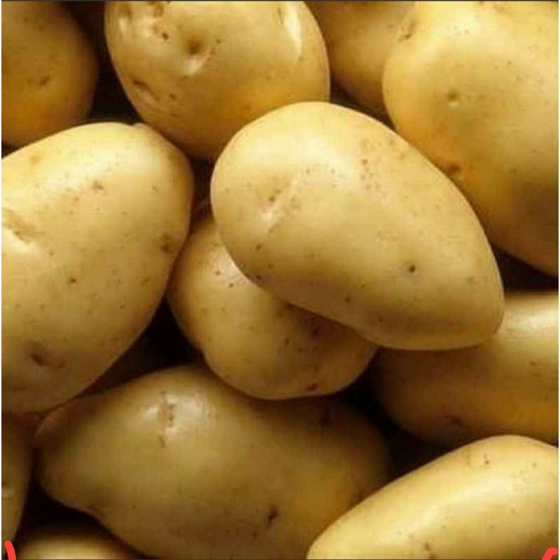 

KENTANG DIENG FRESH 1KG