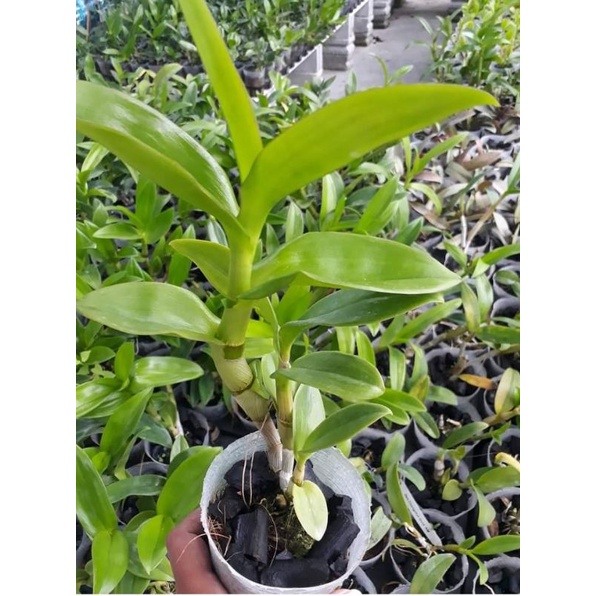 anggrek dendro dewasa